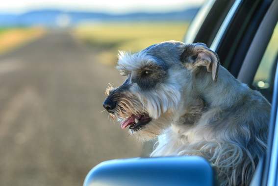 5 Tips For Dog-Friendly Road Trips