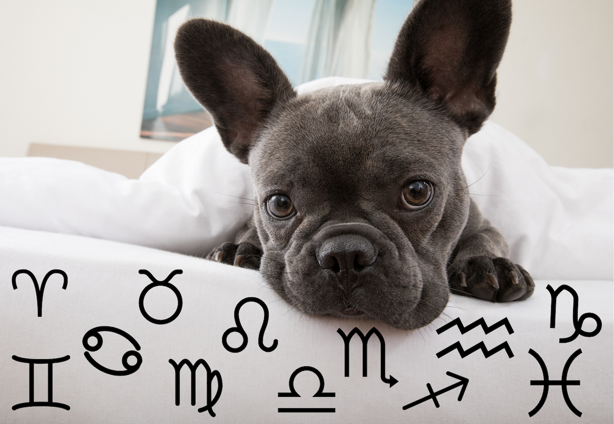 Your Dog's Weekly Horoscope 2019: December 9-15 