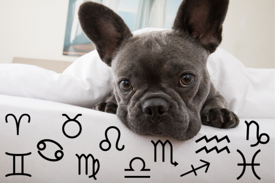 Your Dog's Weekly Horoscope 2019: December 9-15 