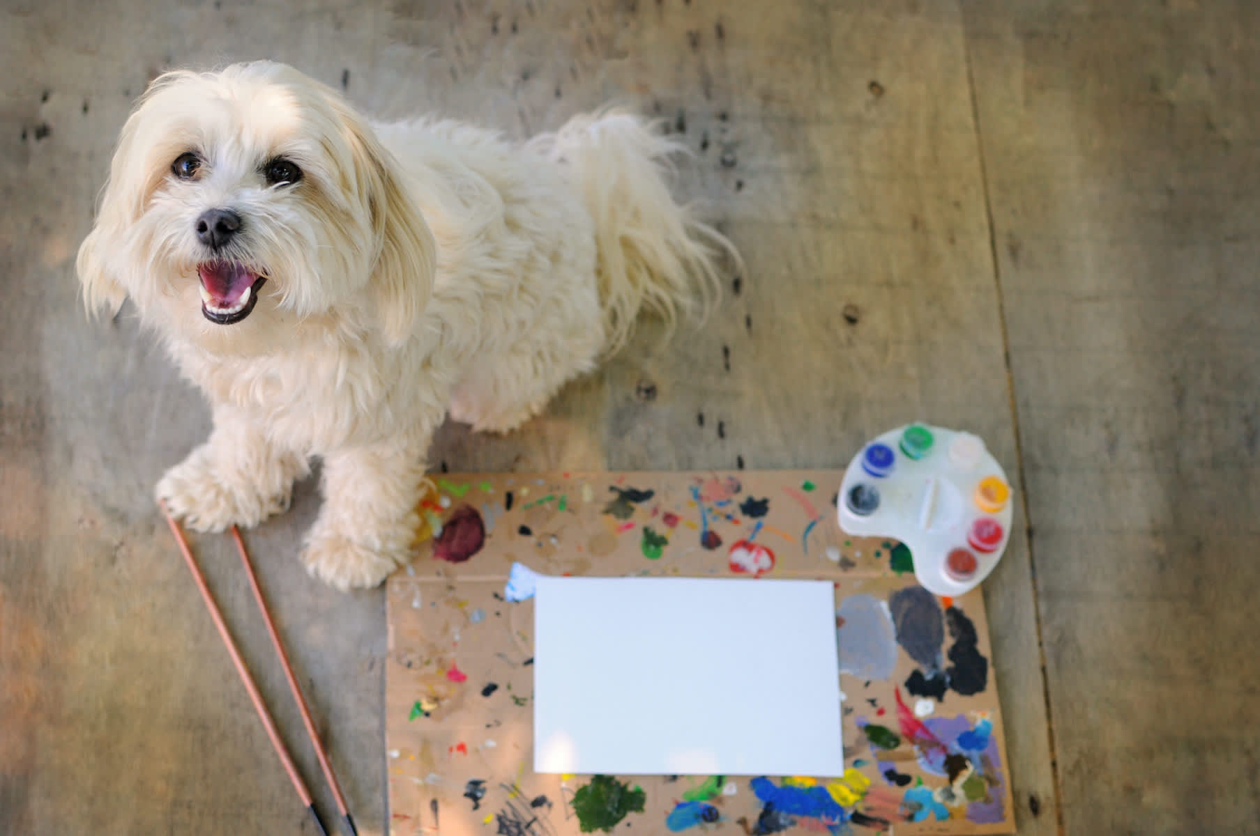 Canva - Painting Puppy