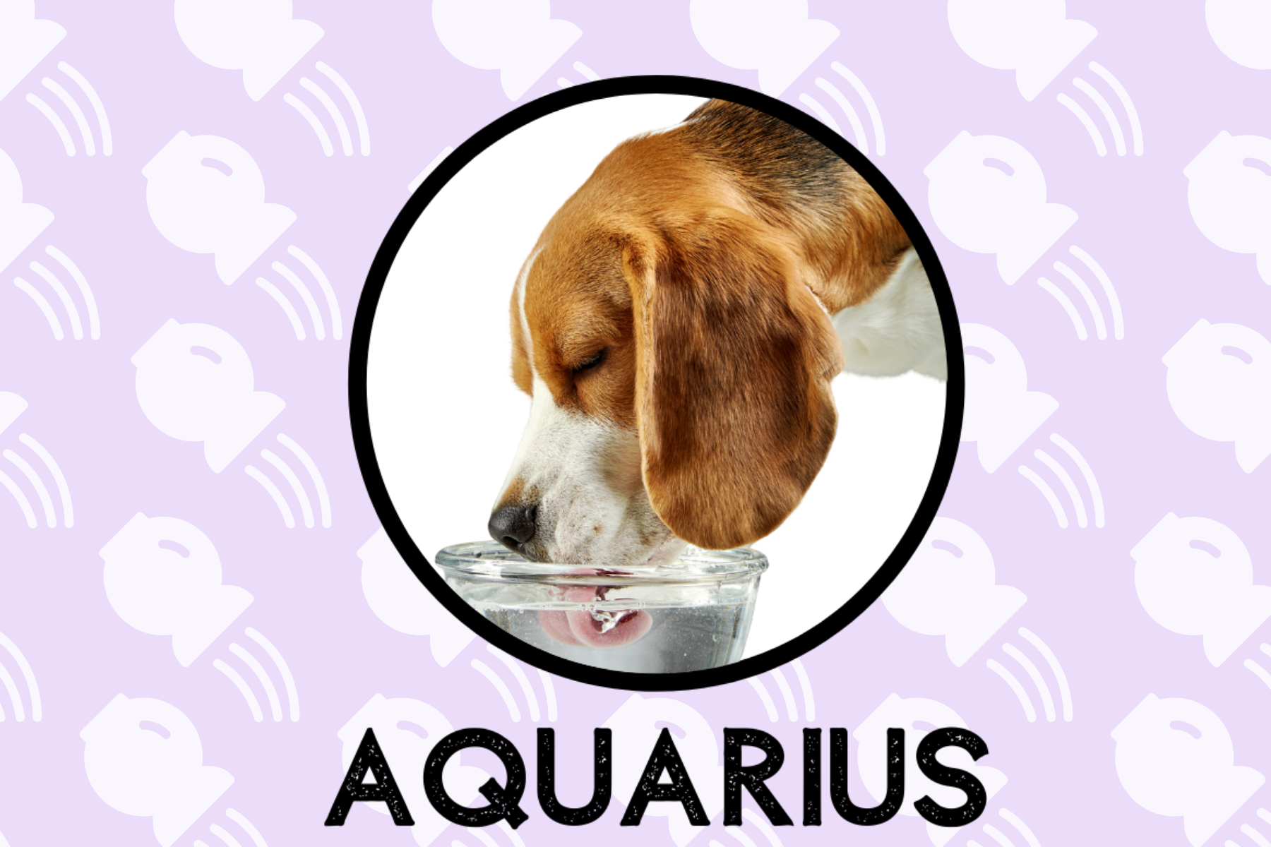 Aquarius Dog Personality: What Being An Aquarius Says About Your Dog