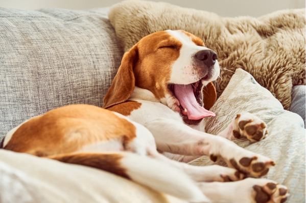 Dog Has Bad Breath All Of A Sudden: What To Do & How To Help