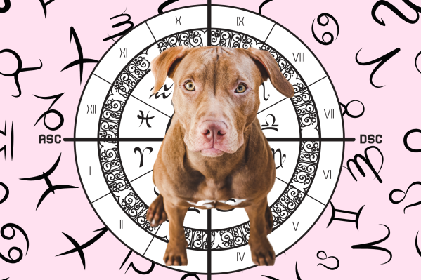 Your Dog's Weekly Horoscope 2020: June 1-7
