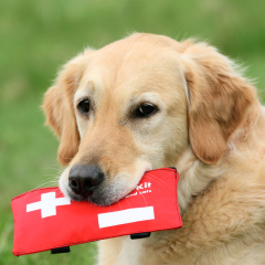 Dog First Aid Kit Essentials