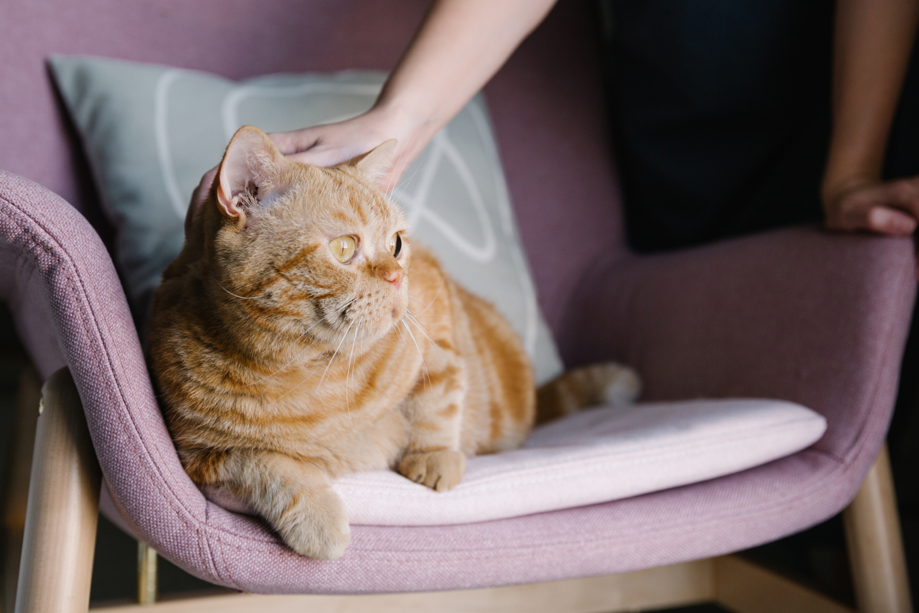 Why You Should Adopt A Senior Pet