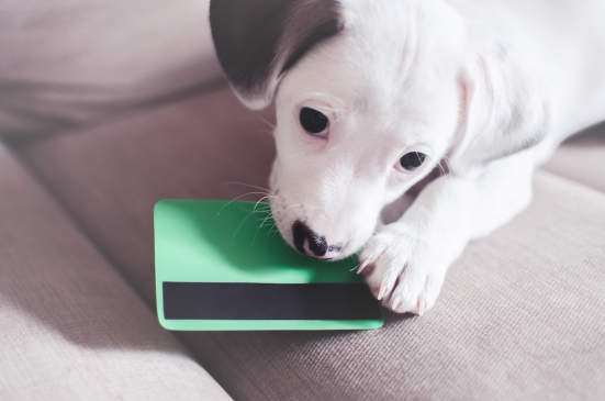 Canva - Small puppy dog , jack russell with credit card