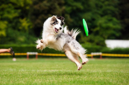 Canva - Border collie dog catching frisbee in jump
