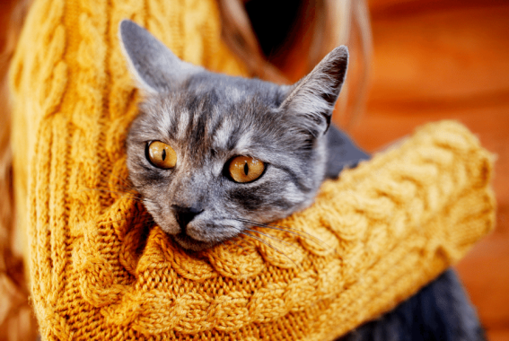 Cat Diarrhea: Causes & Treatments For Diarrhea In Cats