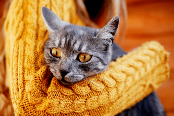 Cat Diarrhea: What Causes Cat Diarrhea & How To Treat It