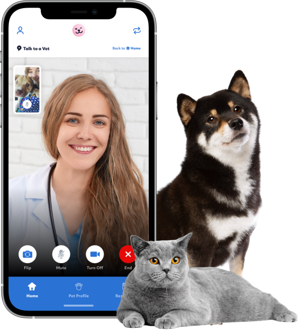 Vet video call with dog and cat
