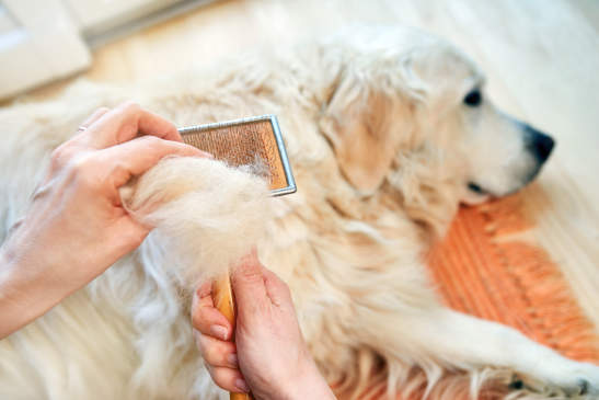 Canva - Woman combs old Golden Retriever dog with a metal grooming comb