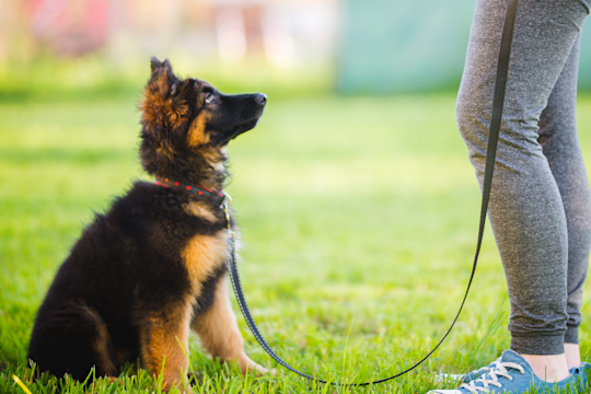 How To Train A German Shepherd