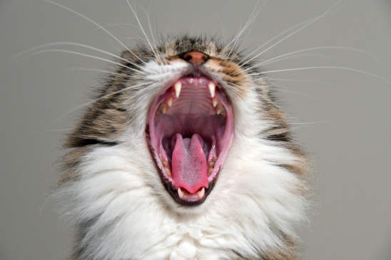 Canva - Yawning Cat