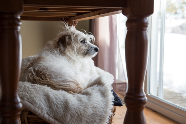 5 Things Your Senior Dog Needs