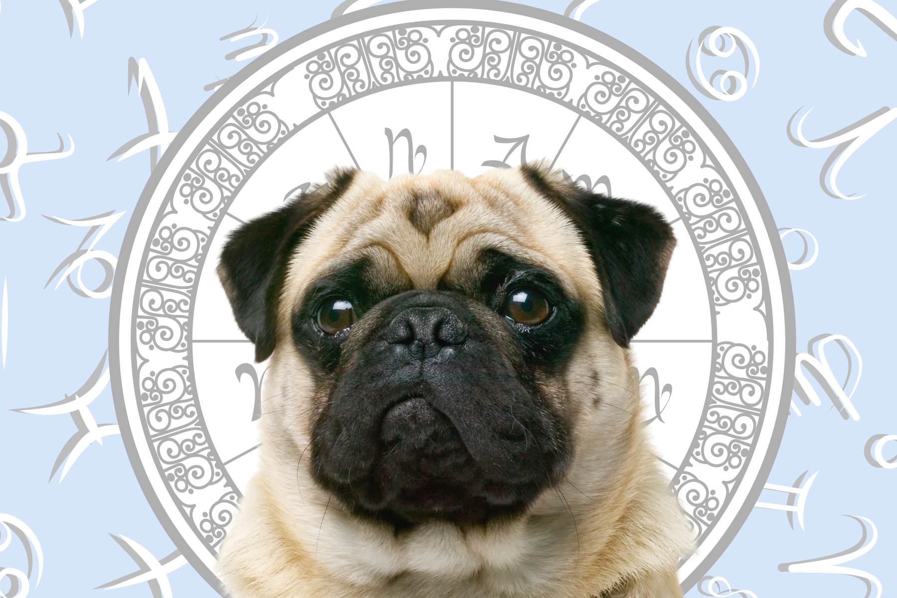 Your Dog's Weekly Horoscope 2020: June 29-July 5