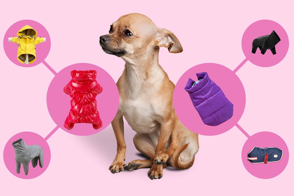 The Best Winter Coats For Dogs In 2020 To Keep Your Pup Warm