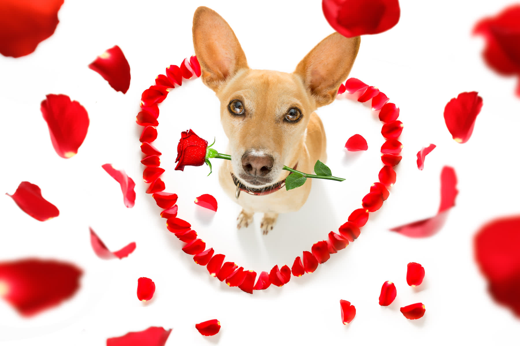 Canva - Happy Valentines Dog with Flower