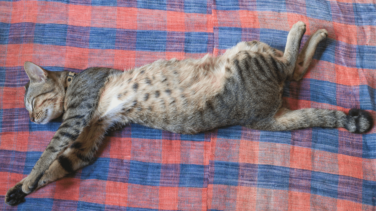 cat sleeping position - side effect - pawp