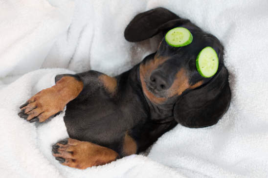 Canva - dog dachshund, black and tan, relaxed from spa procedures on face with cucumber, covered with a towel