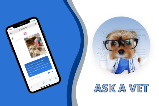 Ask A Vet: Pawp Online Vets Talk Dog Exercise & Cat Litter Box Habits