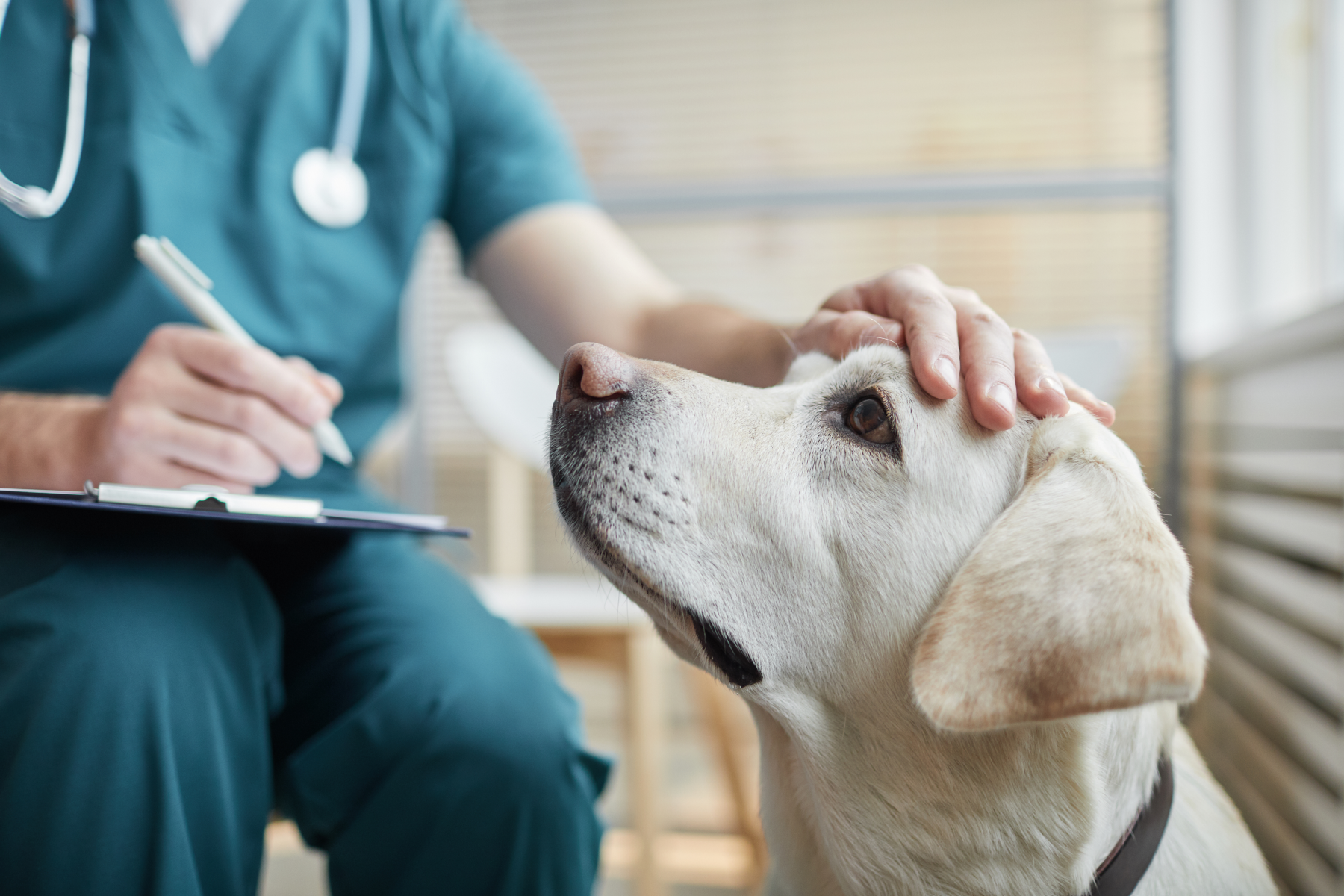 Veterinary Professionals & Mental Health: How Pet Parents Can Show Support