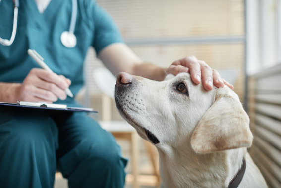 Veterinary Professionals & Mental Health: How Pet Parents Can Show Support