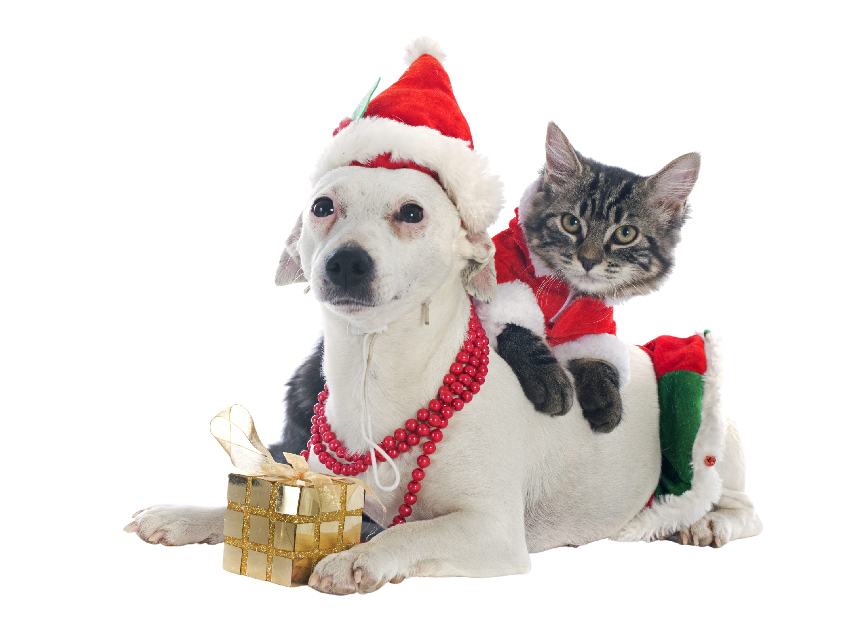 Dog and cat in Christmas outfits