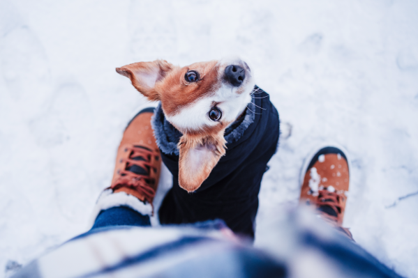 A Vet's Favorite Things For Winter