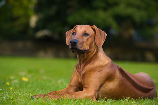 Canva - Beautiful dog rhodesian ridgeback puppy