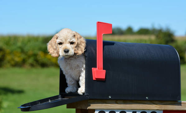 Canva - Puppy in a Mailbox