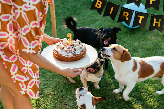How To Throw The Best Dog Birthday Party