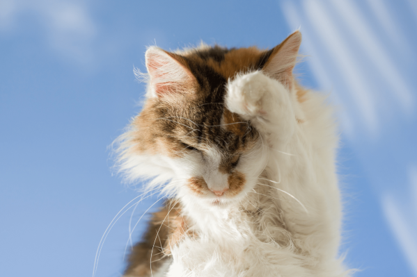 Allergies In Cats: Signs, Diagnosis & Treatments