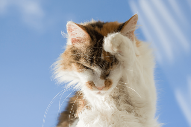 Does My Cat Have Allergies? Signs, Diagnosis & Treatments