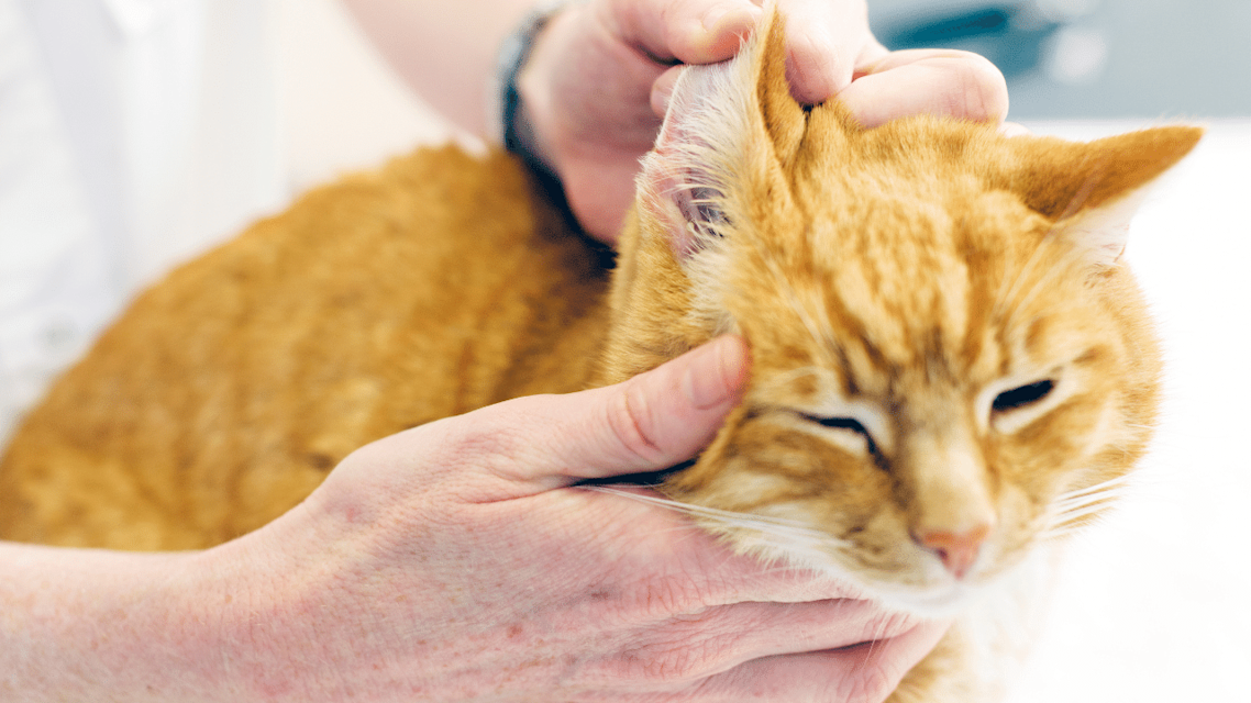 Deaf Cats Signs, Causes & How To Care For Them
