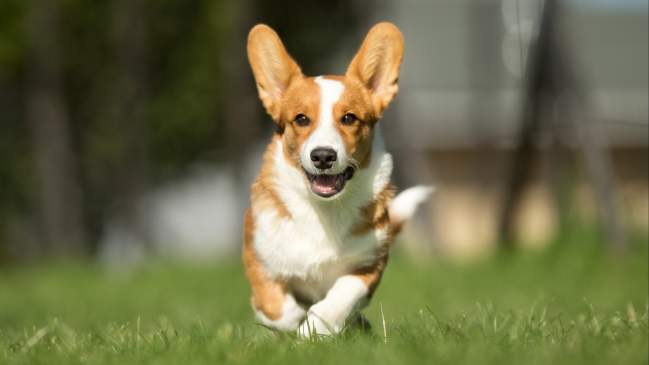 Small dog breeds good for running