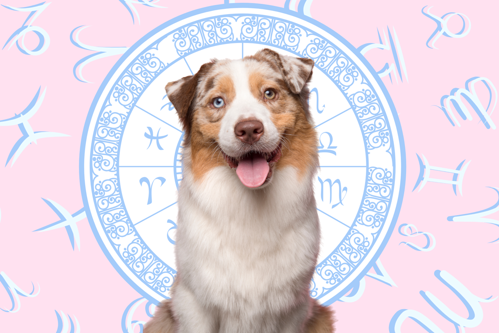 Your Dog's Weekly Horoscope 2020 June 1521