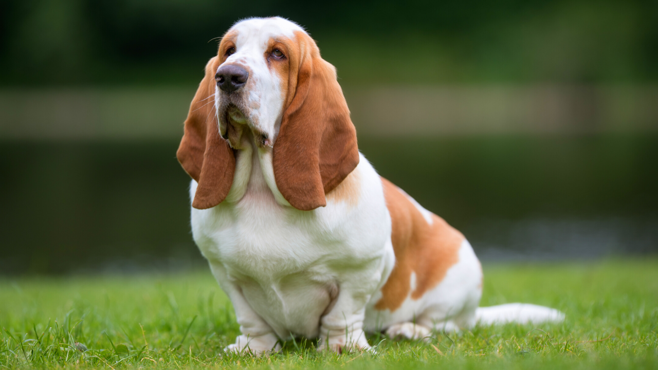 basset hound - best dog breed for cats - Pawp