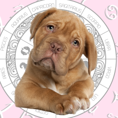 Your Dog's Weekly Horoscope 2020: July 6-12