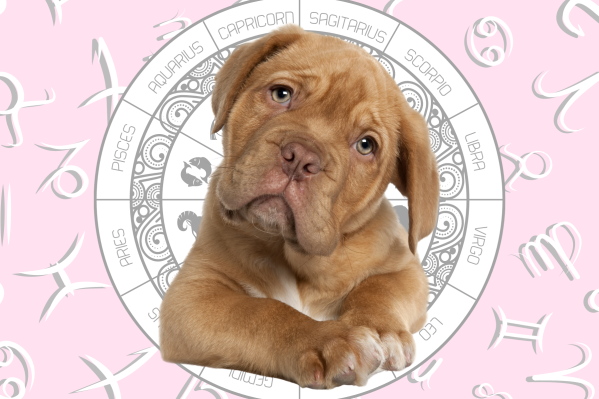 Your Dog's Weekly Horoscope 2020: July 6-12