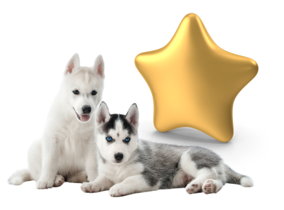 puppies and a gold star