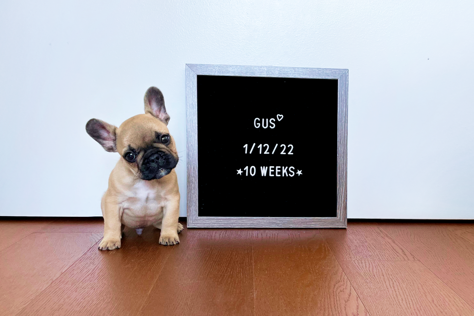 9 Ideas For A New Puppy Announcement
