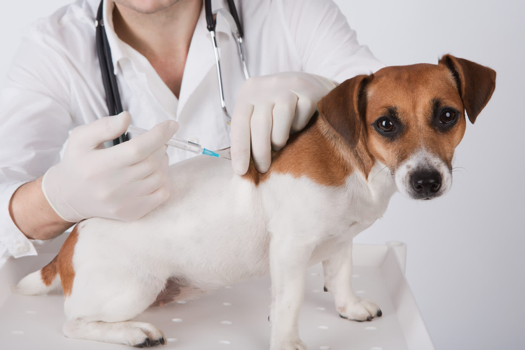 Canva - vet is giving the vaccine