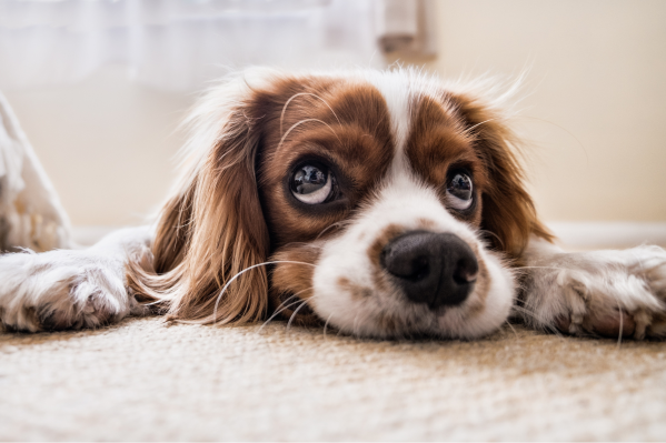 Dog Constipation: Why Your Dog Can't Poop & How To Help