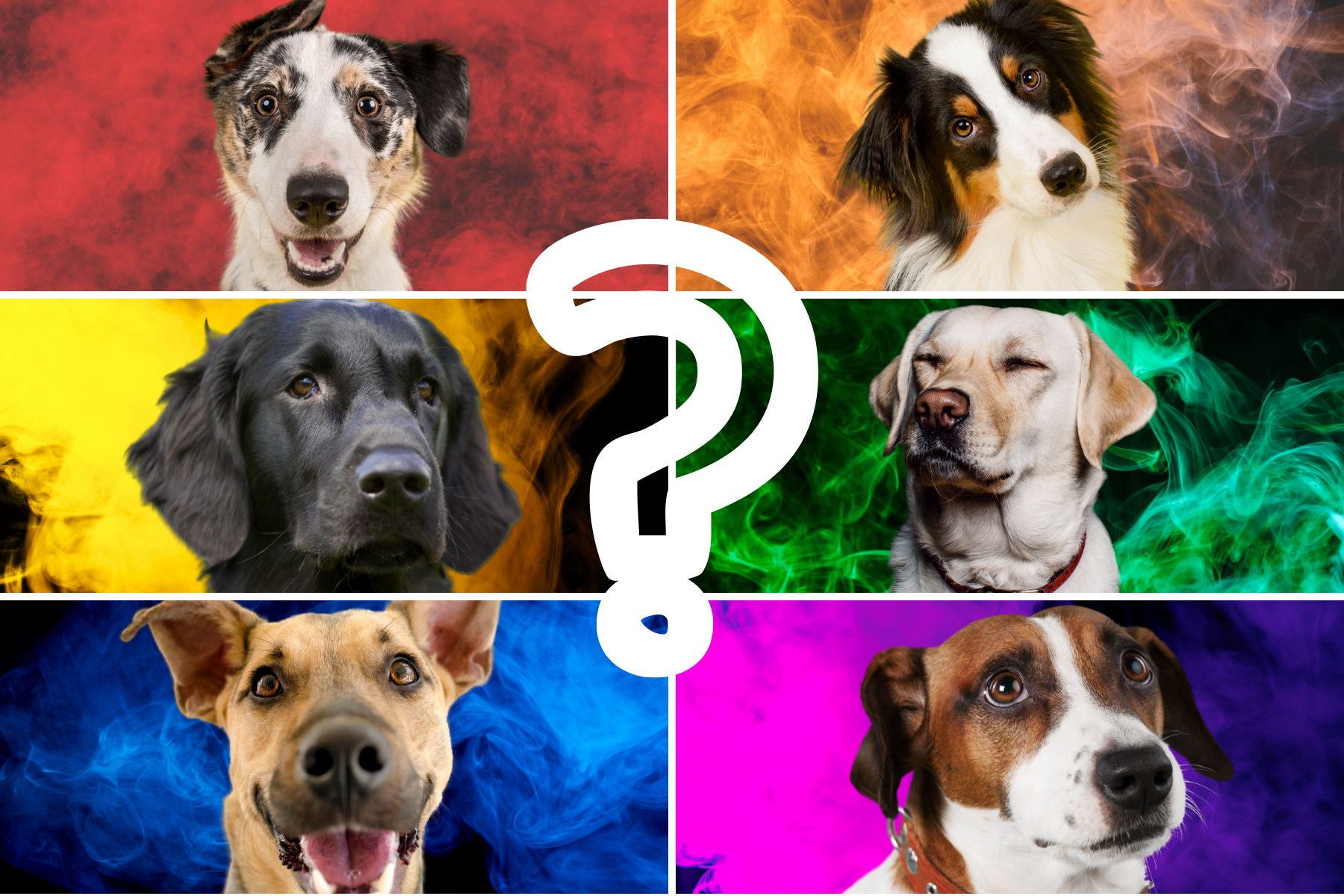 What Color Is Your Dog's Aura? Take The Quiz