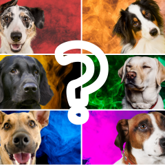 What Color Is Your Dog's Aura? Take The Quiz