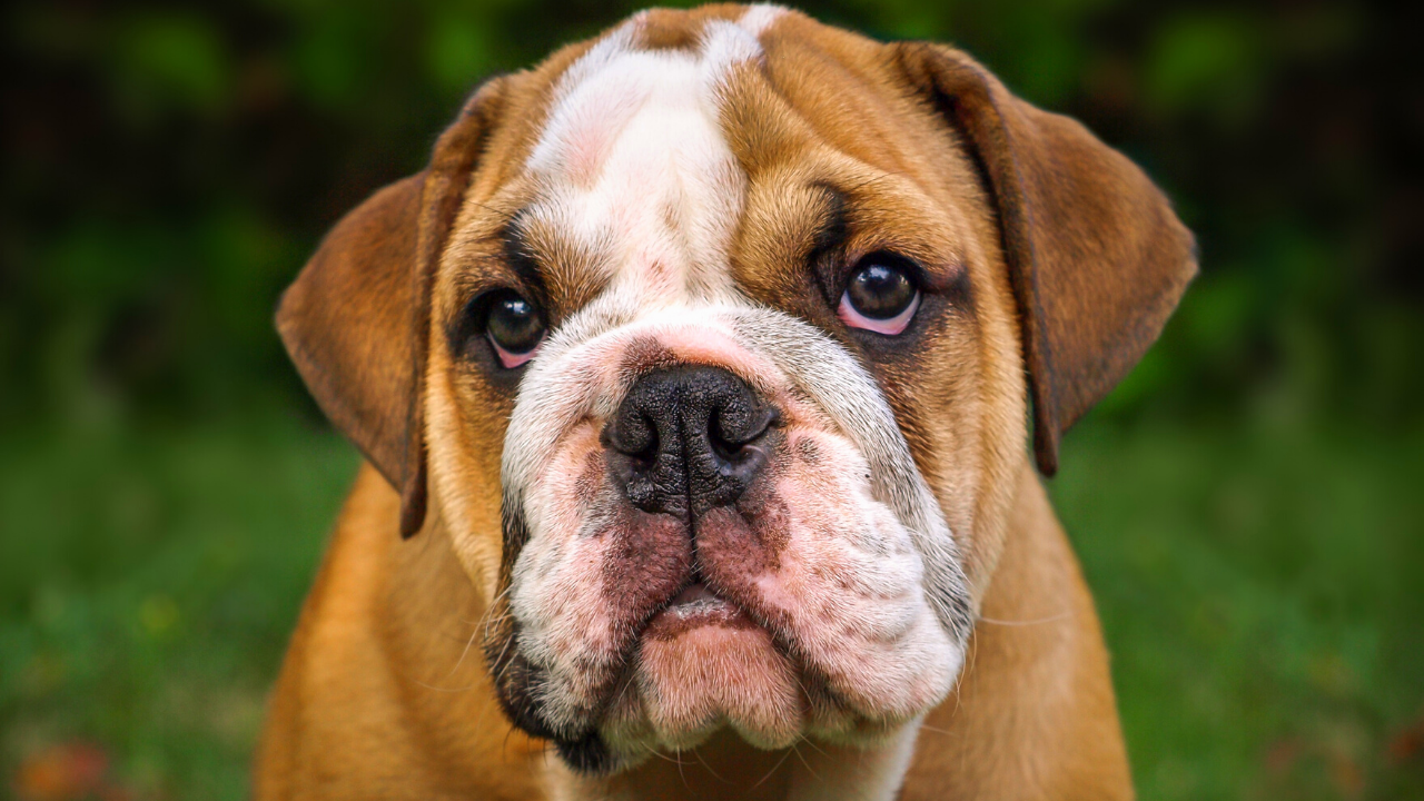 bull dog - best dog breed for cats - Pawp