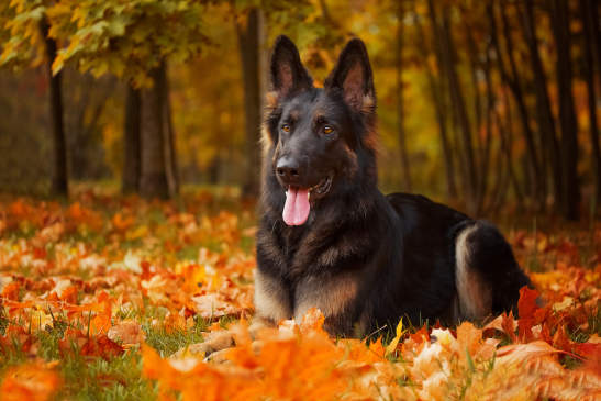 Canva - Autumn portrait of a German Shepherd