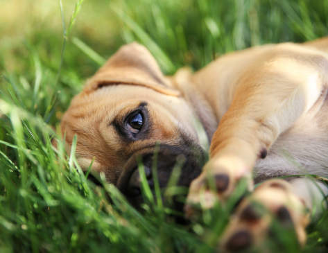 Canva - A Cute Baby Pug
