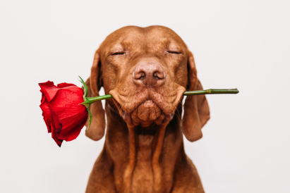 Valentine's Day Ideas for Dog Lovers