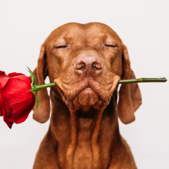 11 Valentine's Day Gift Ideas For Dog Lovers